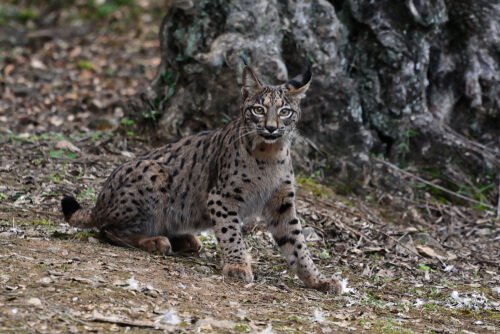 recuperação do lince ibérico
