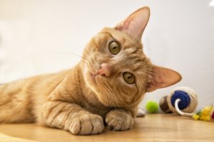 Algumas informações sobre surdez em gatos