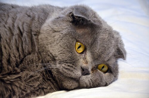 algumas informações sobre a surdez em gatos