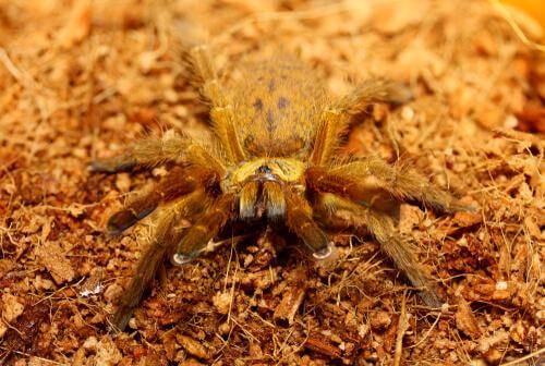 Tarântula babuína laranja