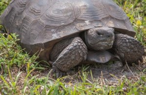 5 animais exóticos invasores na Espanha