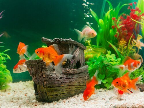 Peixes coloridos em um aquário