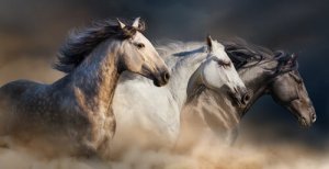 Tétano em cavalos: sintomas e tratamento