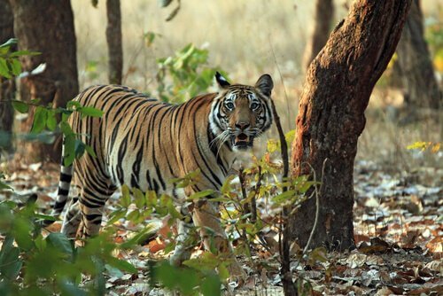 animais da Índia: o tigre de Bengala