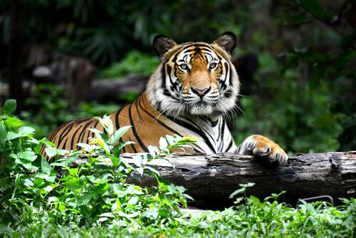 animais laranja: tigre