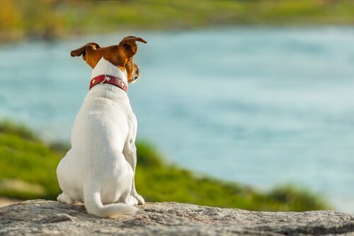 Cachorro com a cauda relaxada