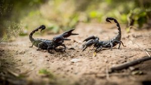 Diferentes tipos de escorpiões: conheça-os aqui!