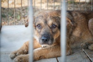 Tipos de abuso de animais que passam despercebidos