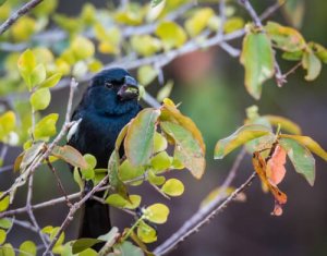 Chupim: você conhece esse lindo pássaro?