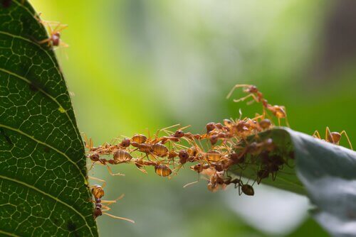 formigas criando uma ponte em folha