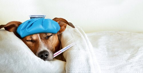 Cachorro com febre e termômetro