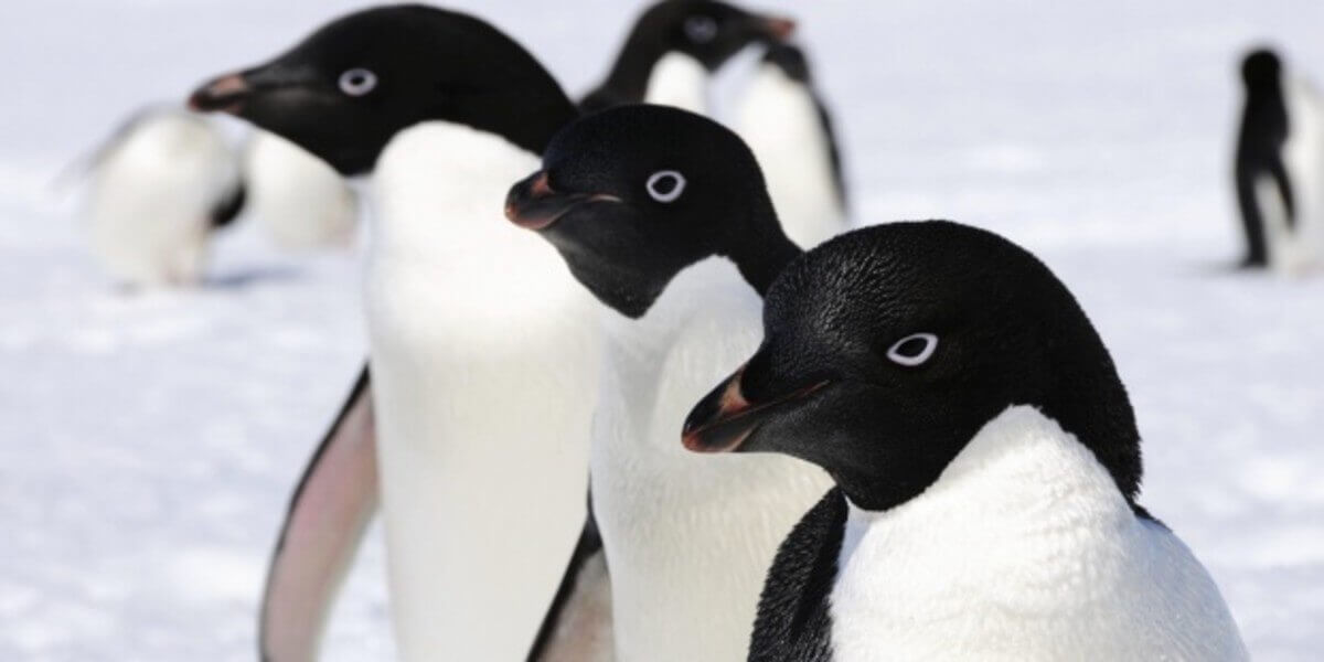pinguins