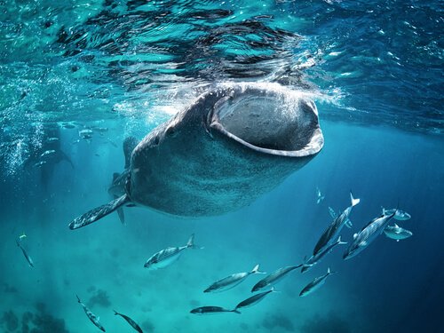 O maior peixe do mundo: o tubarão baleia