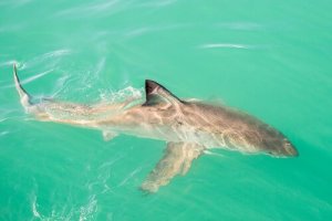 Tubarões de água doce: você conhece algum?