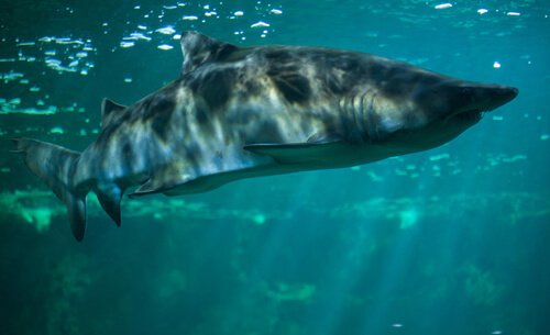 5 tubarões de água doce