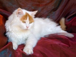Um gato nadador: o Van Turco