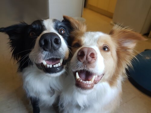 Vantagens de ter dois cães em casa