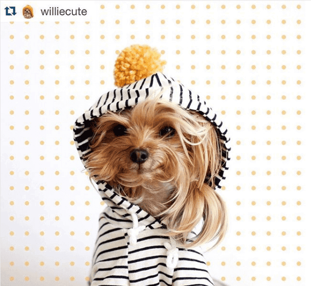 Willie Cute: perfil no Instagram