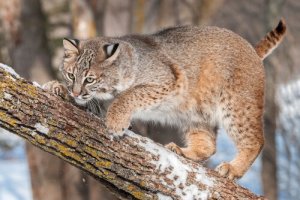 4 espécies de lince: venha conhecê-las