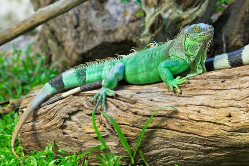 5 espécies de iguanas: venha conhecê-las!