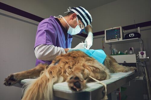 processo da biópsia canina