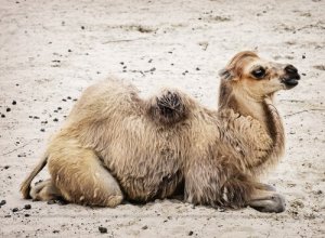 A fauna do deserto de Gobi