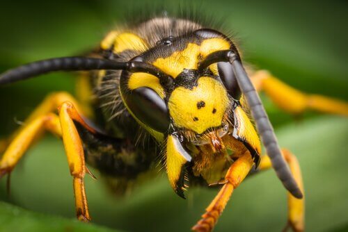 A importância da vespa para os ecossistemas - Meus
