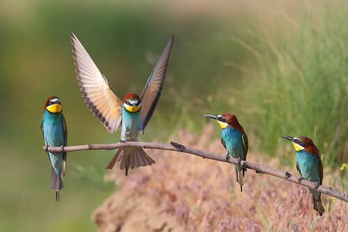 Abelharucos pousados em galho