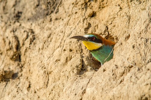 abelharuco: características