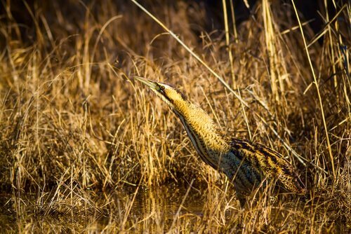 você sabe o que é um abetouro?