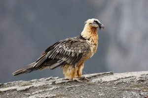Conheça o abutre barbudo, uma curiosa ave de rapina