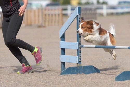 exercícios de agilidade para cachorros
