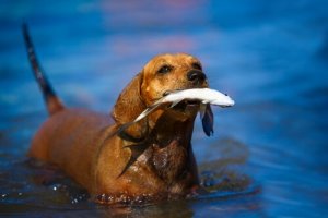 Como deve ser a alimentação dos cães de caça