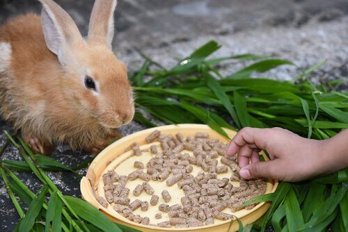 alimentação do coelho