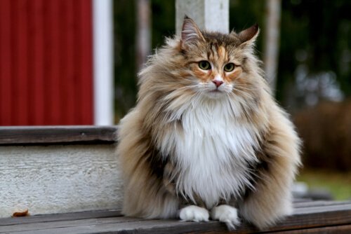 dicas de alimentação para gatos de pelo longo
