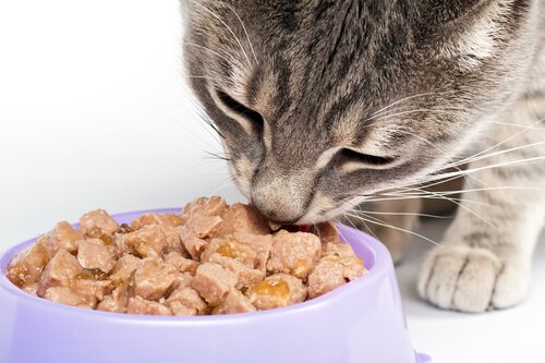 Gato comendo ração úmidas