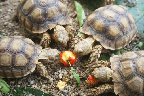 Tartarugas comendo ração