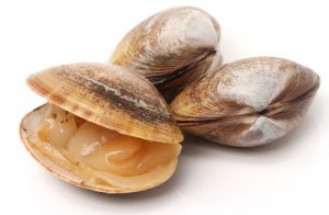 Tipos de moluscos: conheça alguns deles