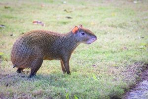 5 animais característicos da América Central