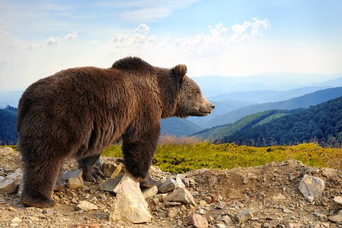 todos os animais taiga