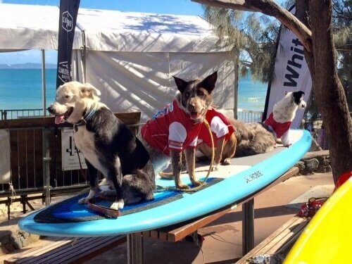 Cachorros sobre uma prancha de surfe