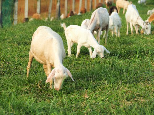 5 animais de fazenda indispensáveis