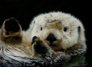 Animais que estão conquistando o Instagram