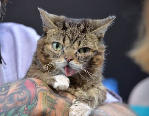 animais que estão conquistando o Instagram: gatos