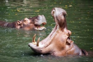 Os 5 animais mais perigosos da África