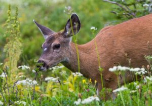 5 animais que comem flores: venha conhecê-los!