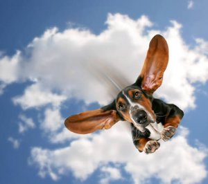 Animais de estimação que praticam esportes de risco