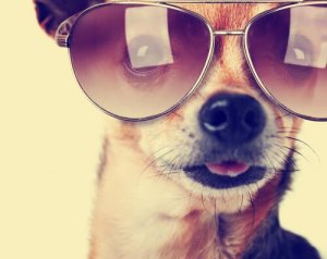 Você quer que seu animal de estimação seja um digital influencer?