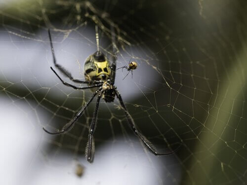 espécies que as fêmeas são maiores que machos