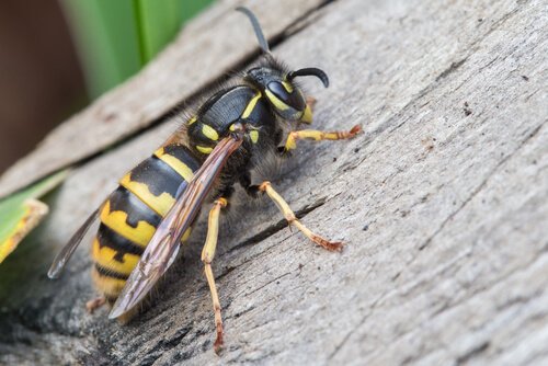 As vespas são perigosas?